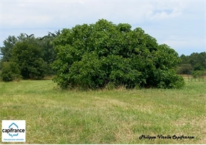 terrain a batir à la vente -   17550  DOLUS D OLERON, surface 1403 m2 vente terrain a batir - UBI453714401