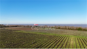 propriete à la vente -   33340  SAINT YZANS DE MEDOC, surface 1357 m2 vente propriete - UBI476109518