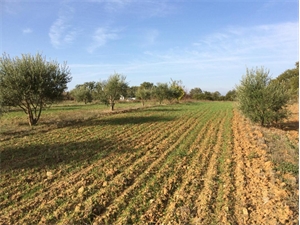 terrain agricole à la vente -   34290  ALIGNAN DU VENT, surface 27000 m2 vente terrain agricole - UBI477433154