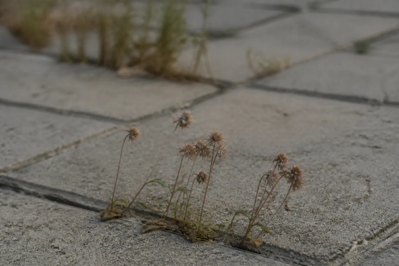 Mauvaises herbes flétries après désherbant vinaigre sel
